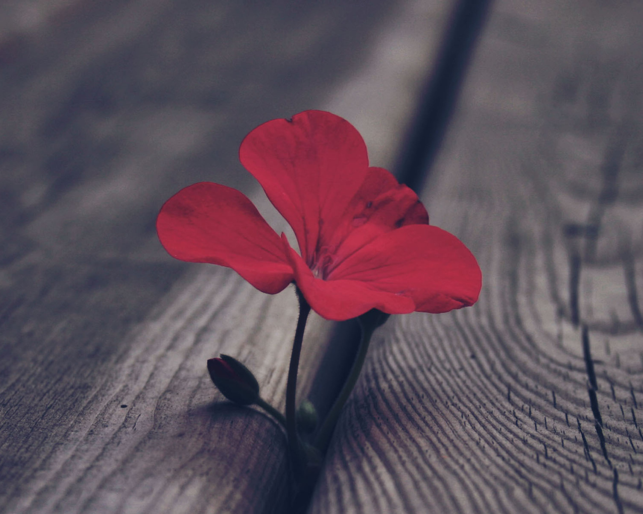 Цветок герани