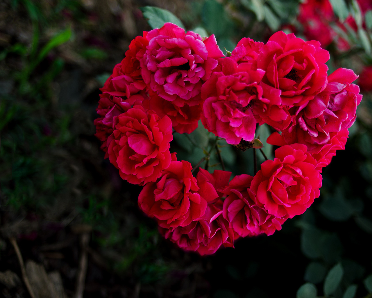 Сердечко из роз