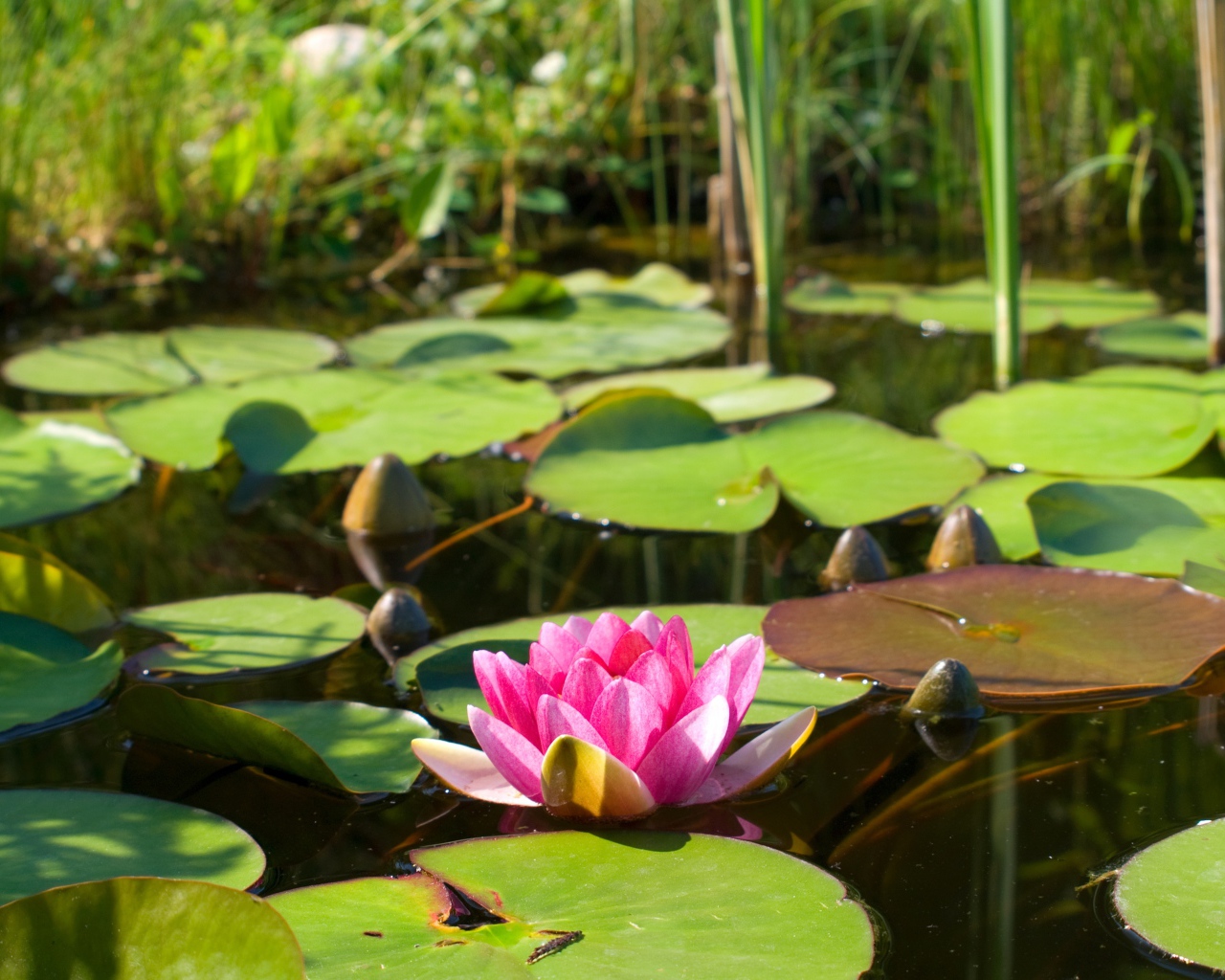 Озеро с водяной лилией