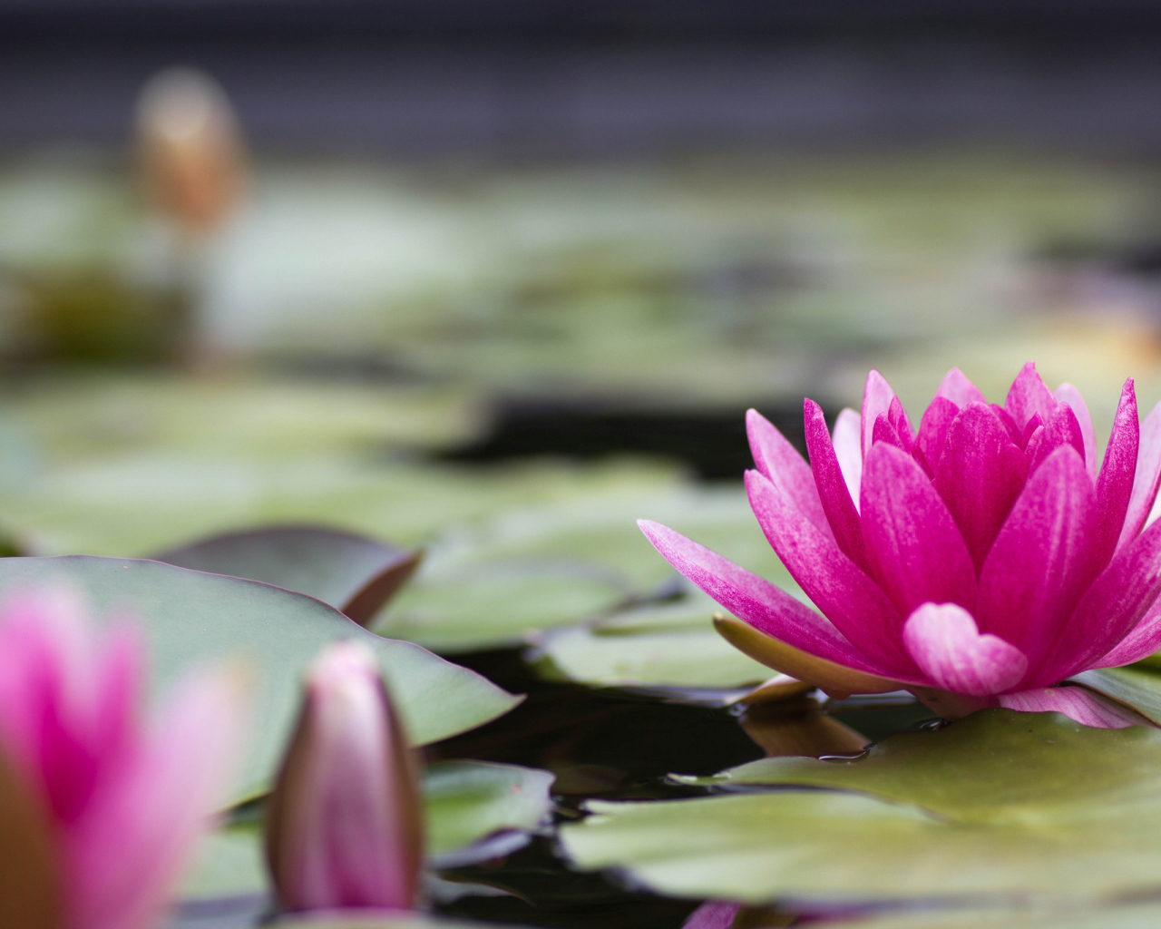 Большая розовая лилия