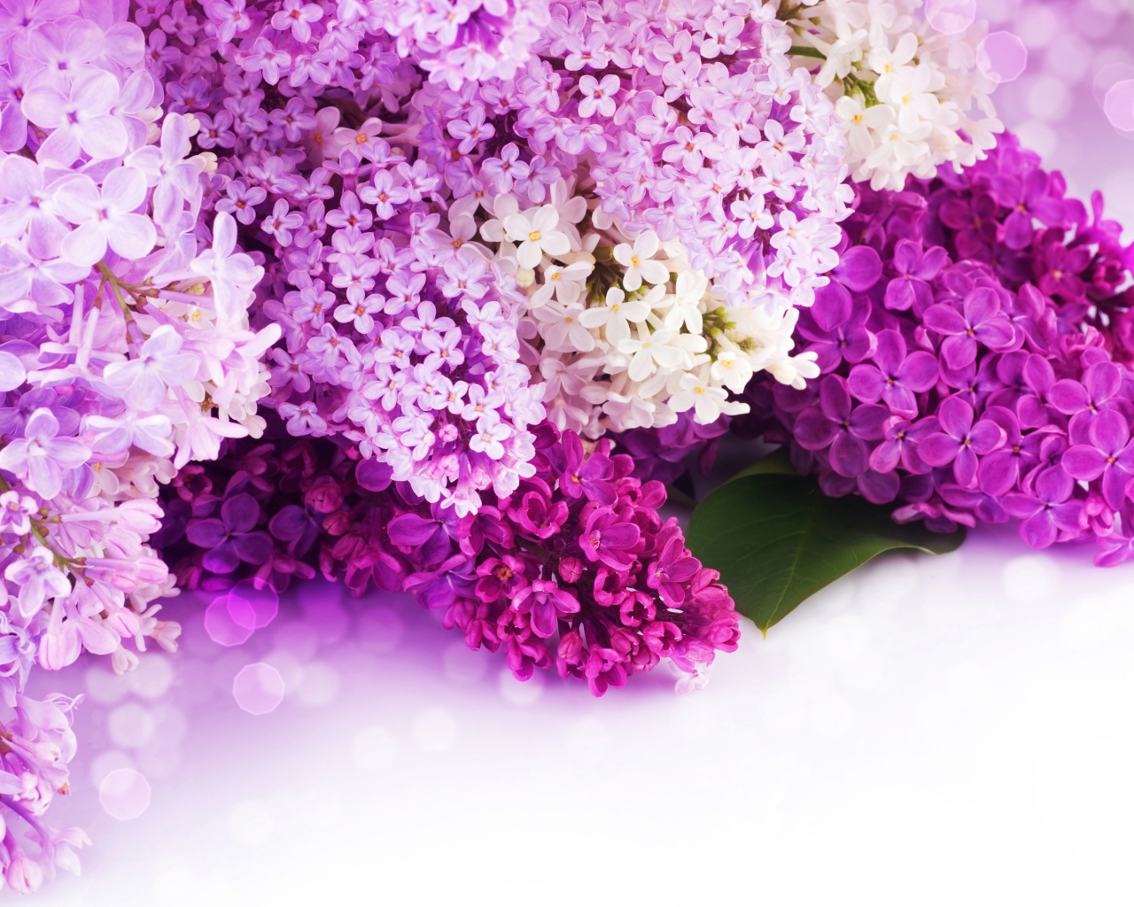 Цветы сирени