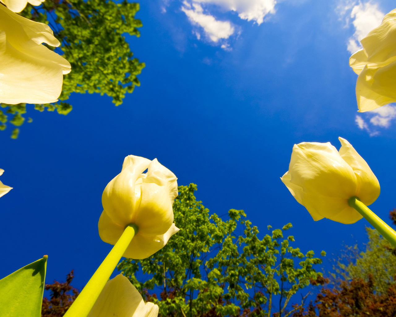 Взгляд на тюльпаны снизу