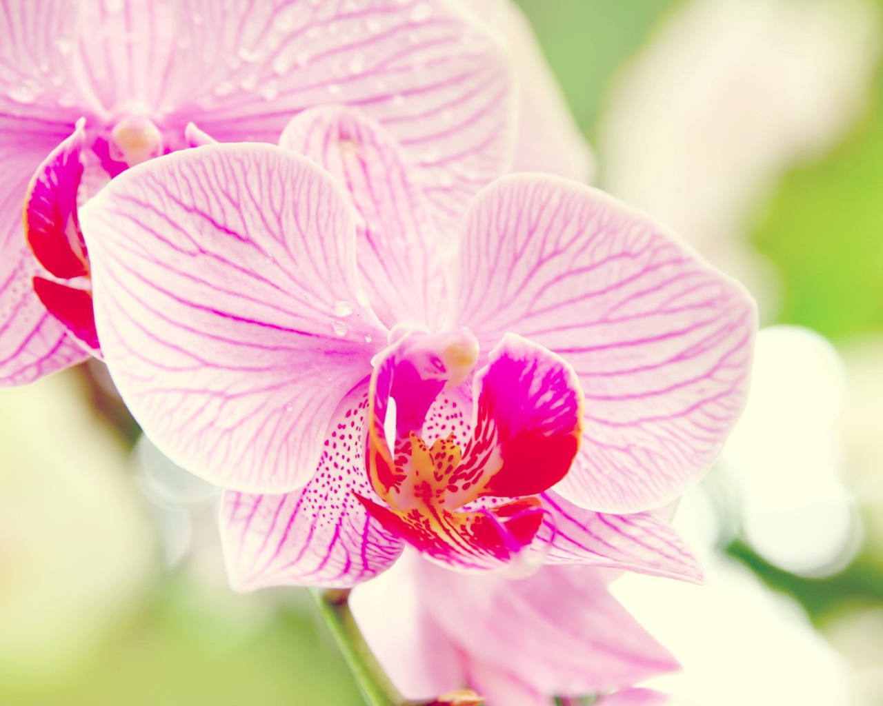 Розовые орхидеи