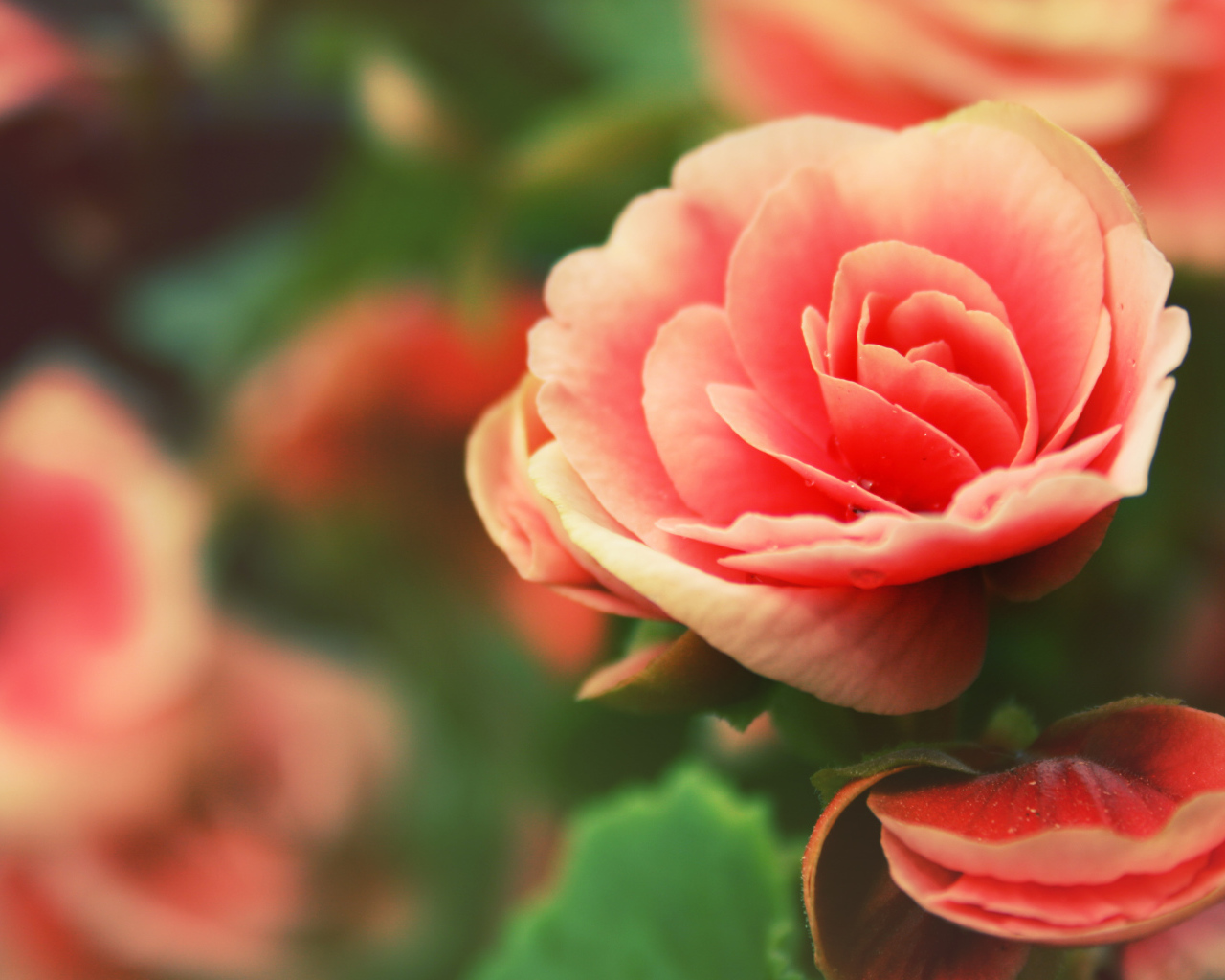 Розовый цветок Роза