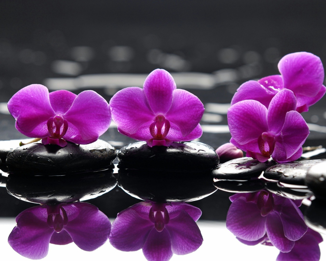 Розовые орхидеи на камнях