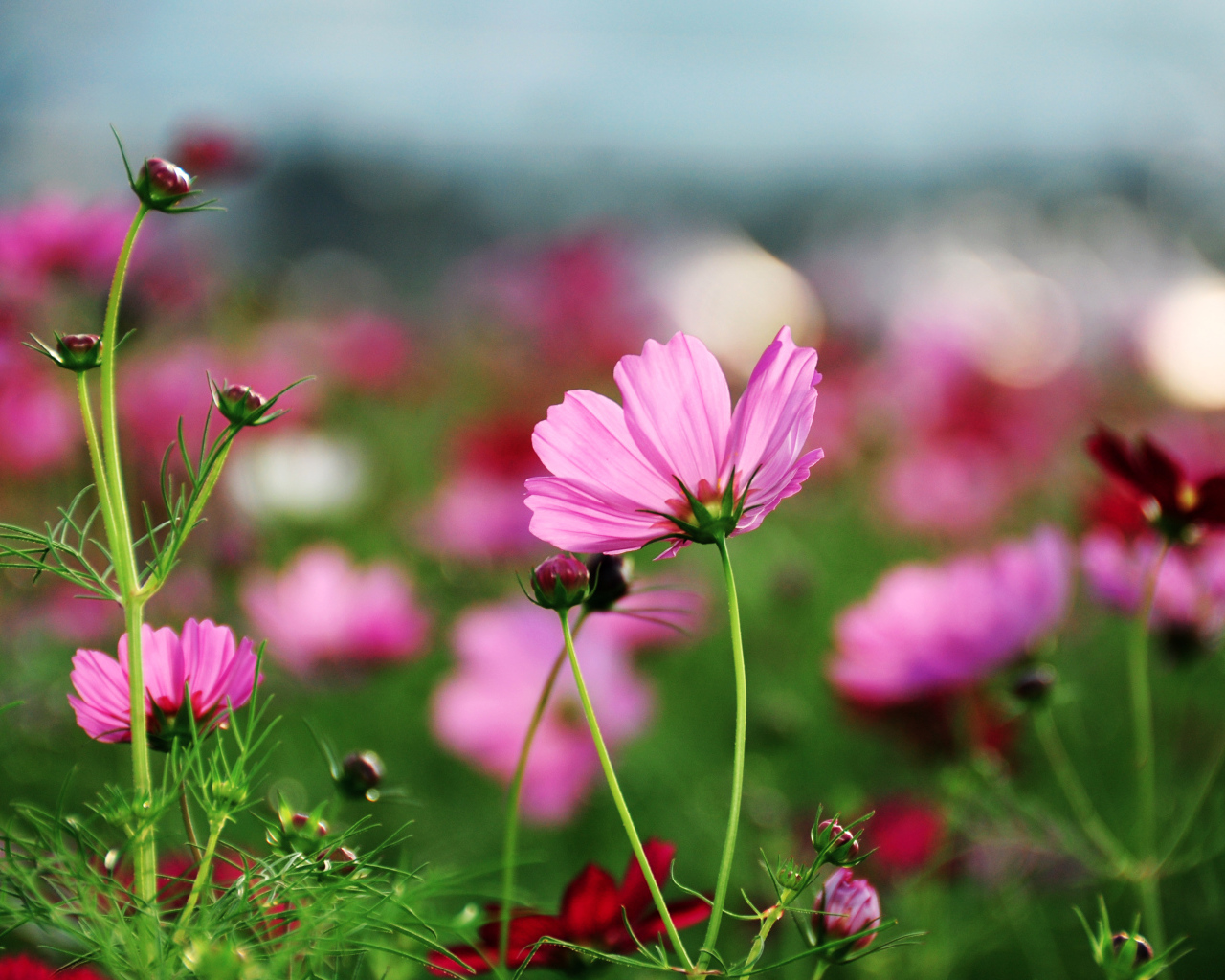 Розовые лепестки космеи