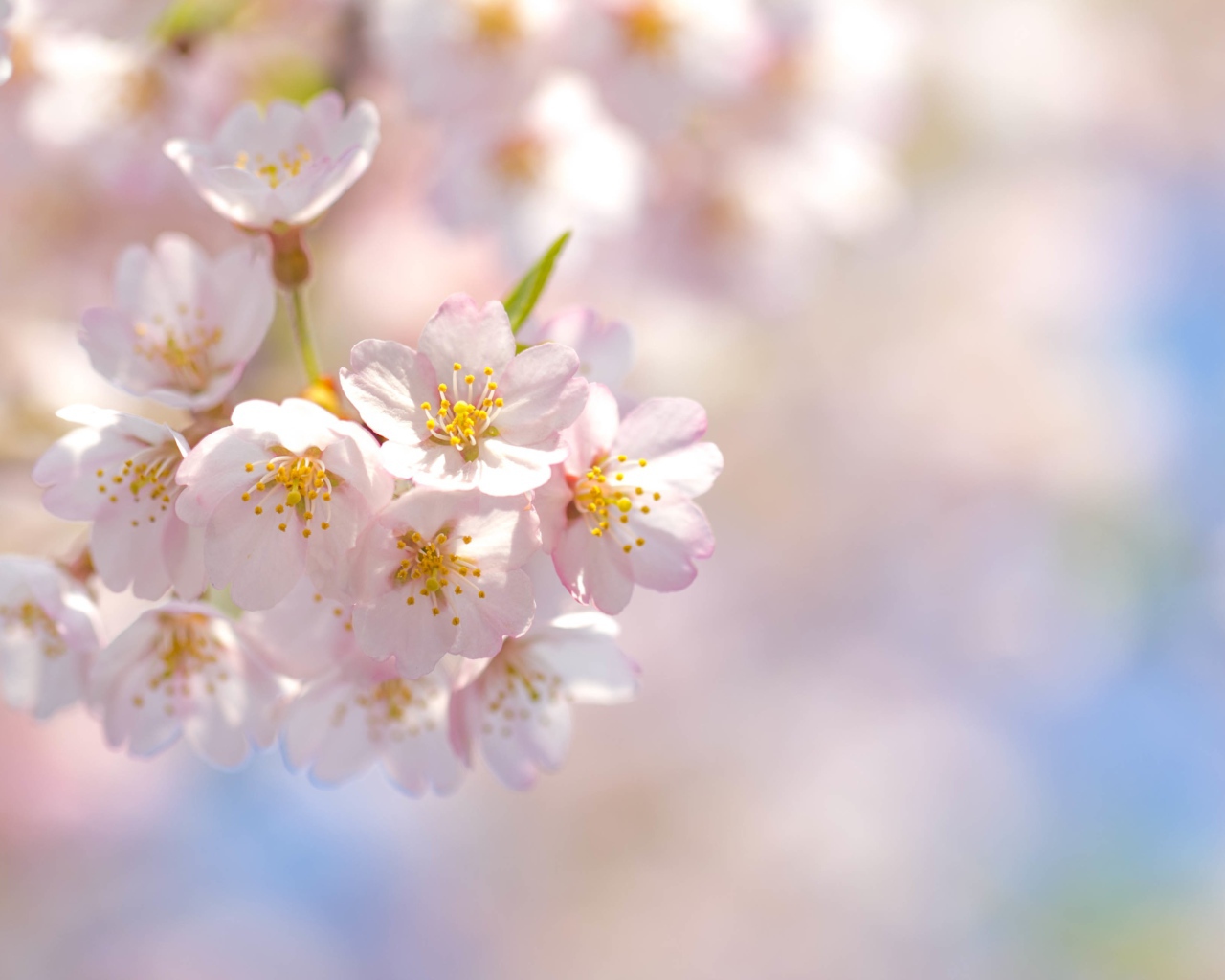 Розовые лепестки цветущей сакуры