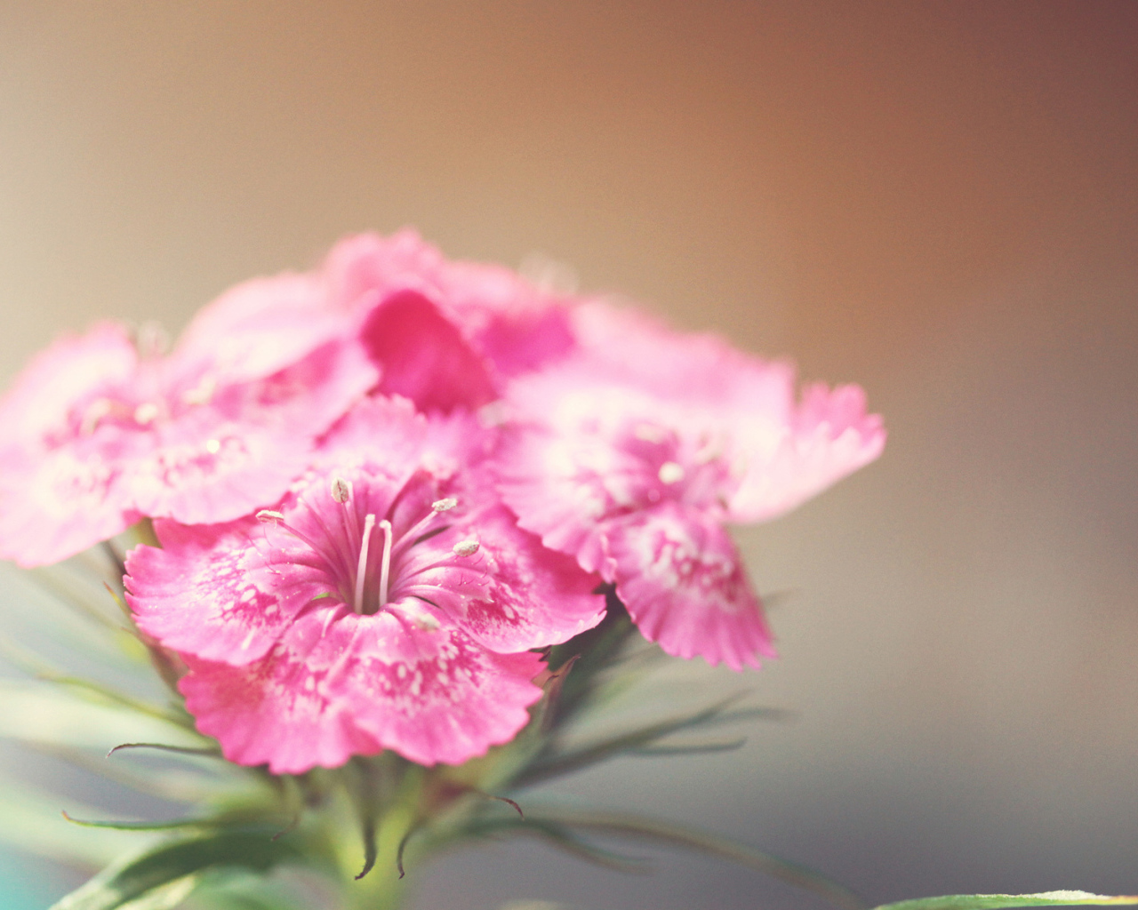 Розовые фиалки