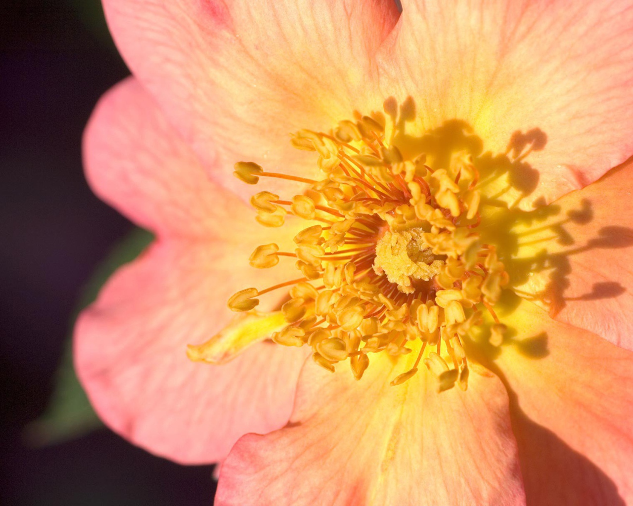 Пестики цветка