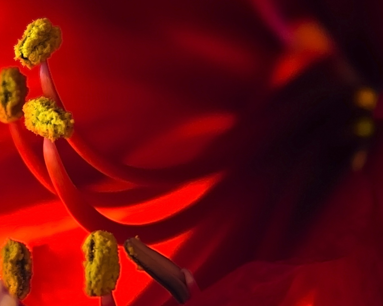 Пестики красного цветка