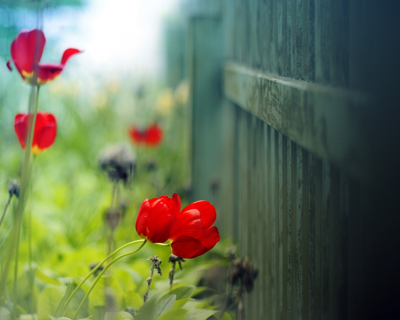 Маки цветут у забора