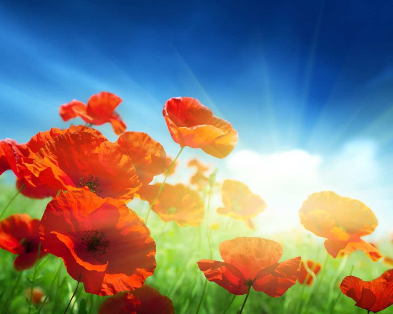 Маки на фоне неба