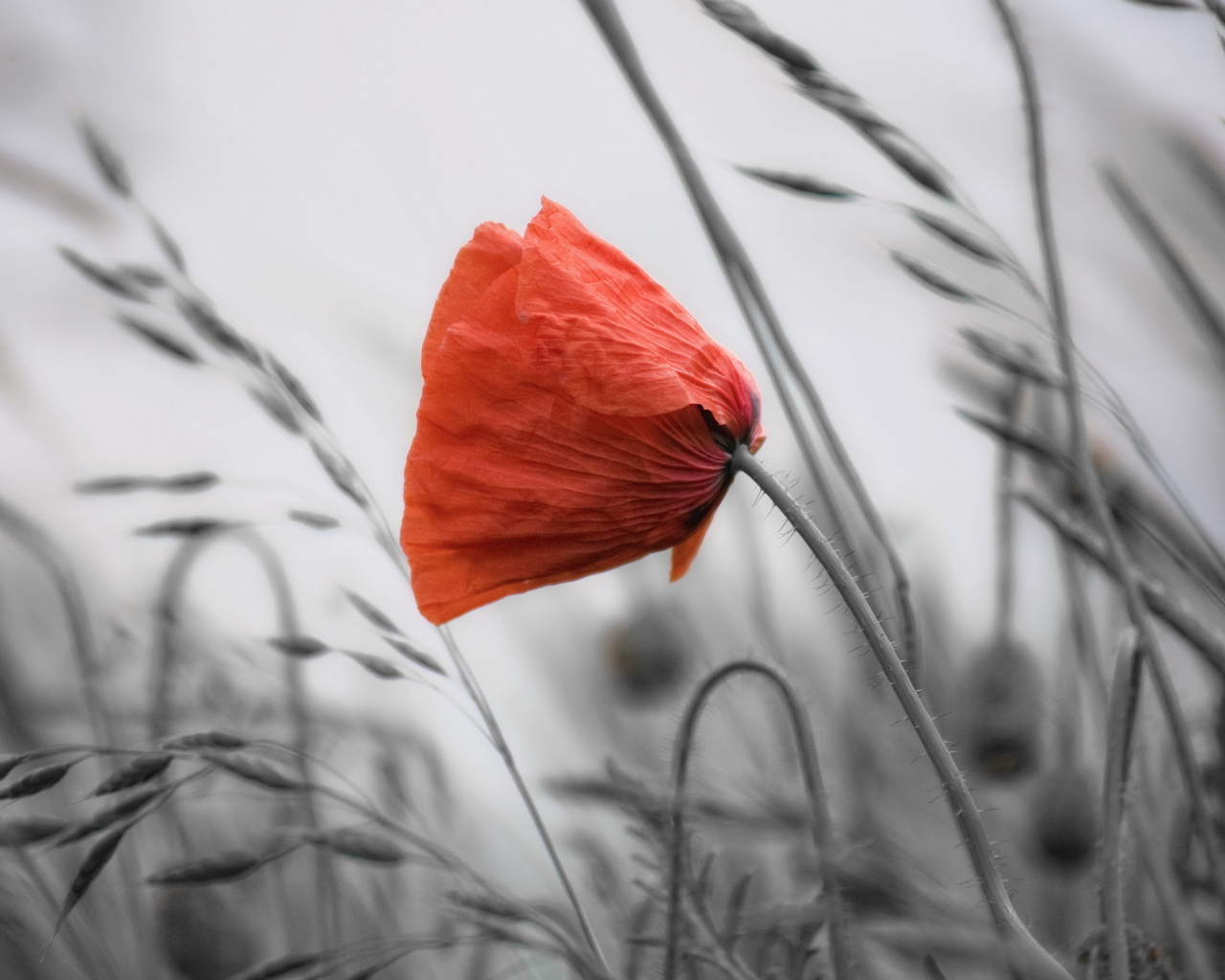 Мак среди травы