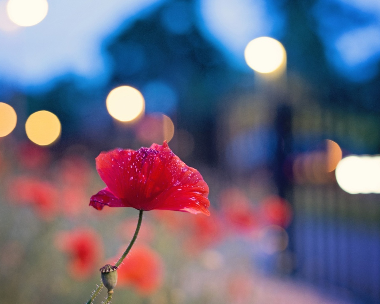 Цветок мака