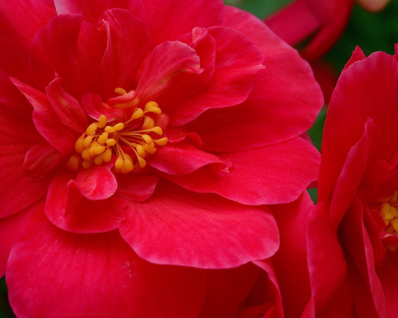 Красные большие цветы