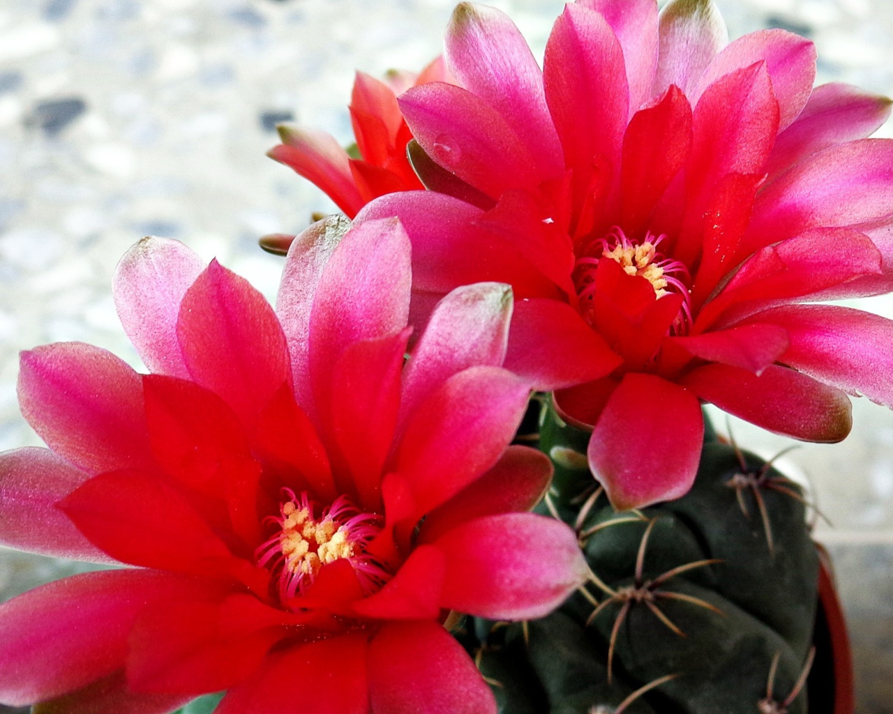 Красные цветы на кактусе