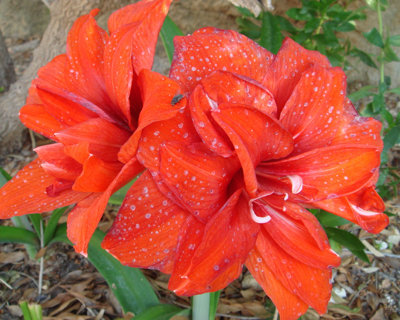 Красные цветы с каплями