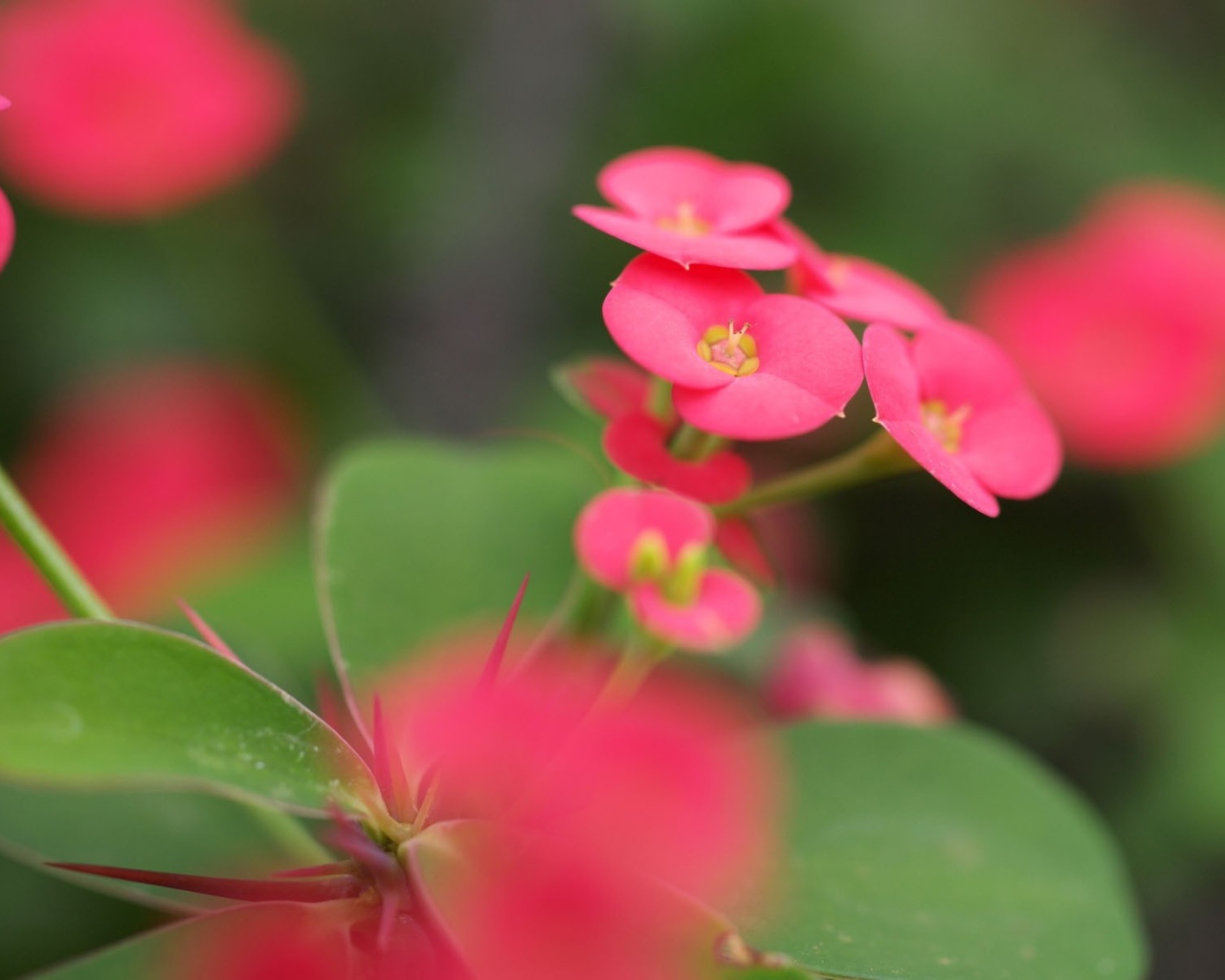 Красные мелкие цветы