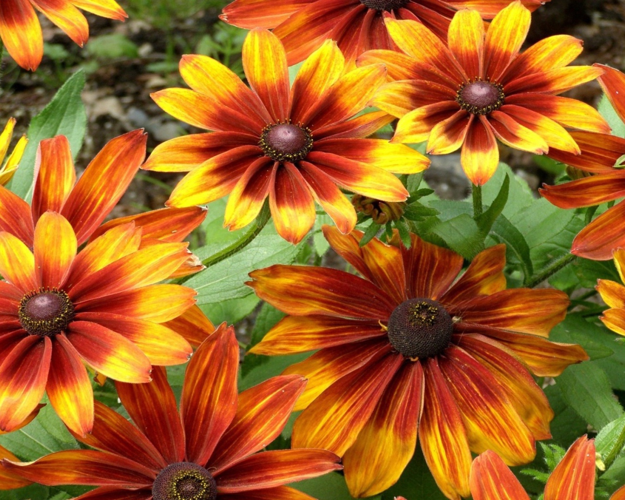 Красно желтые цветы