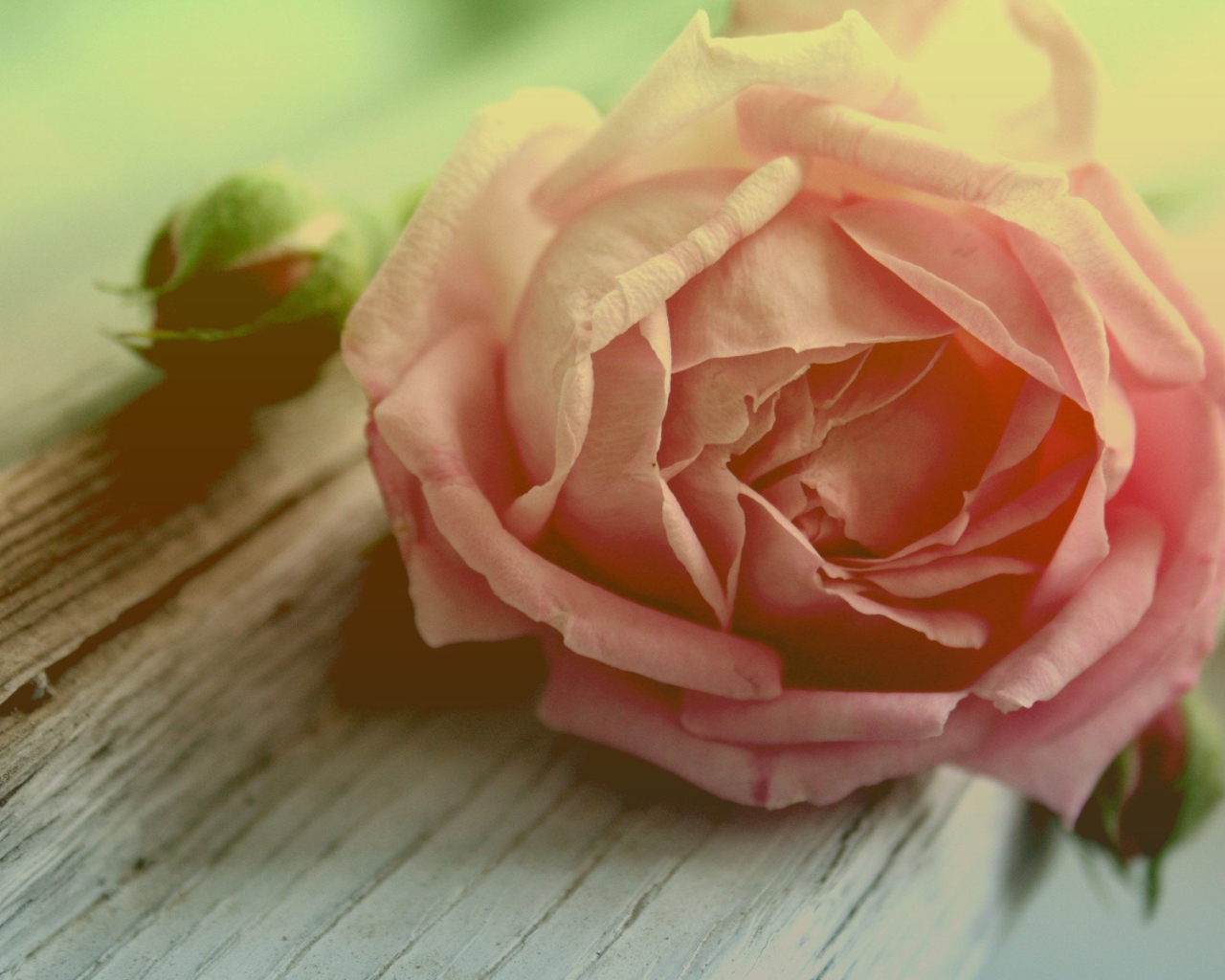 Роза и бутоны на доске