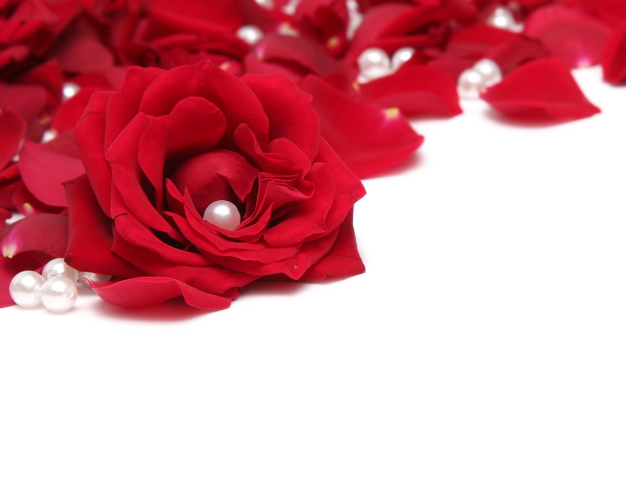 Розы и жемчуг