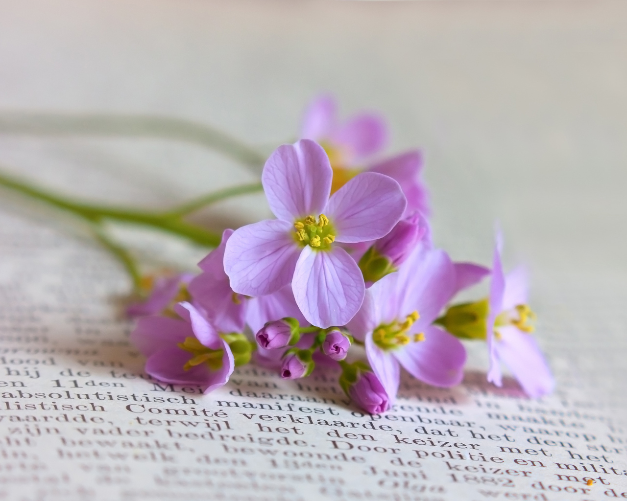 Мелкие полевые цветы на книге