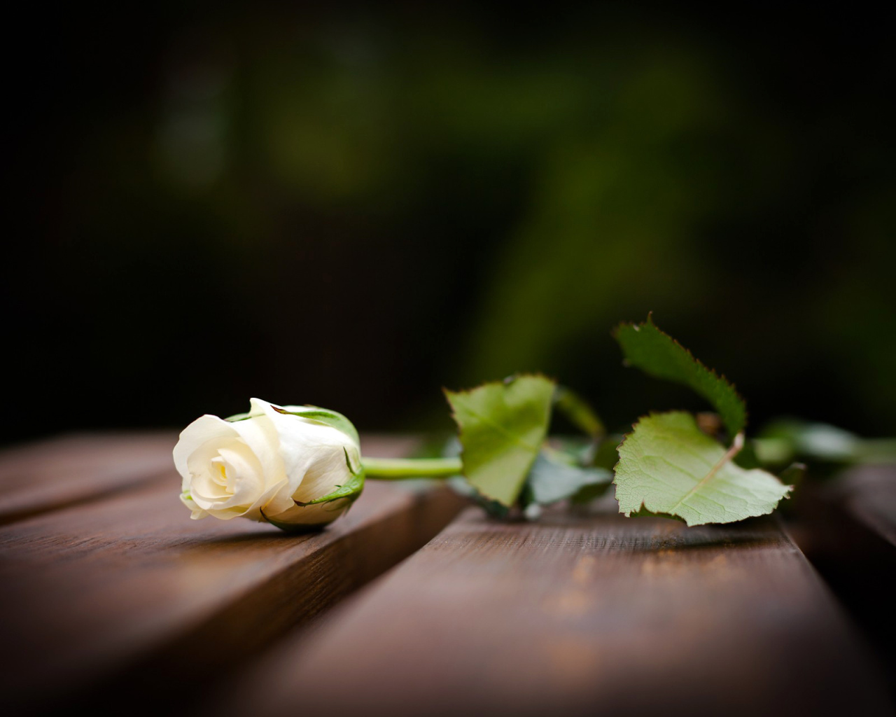 Бутон белой розы