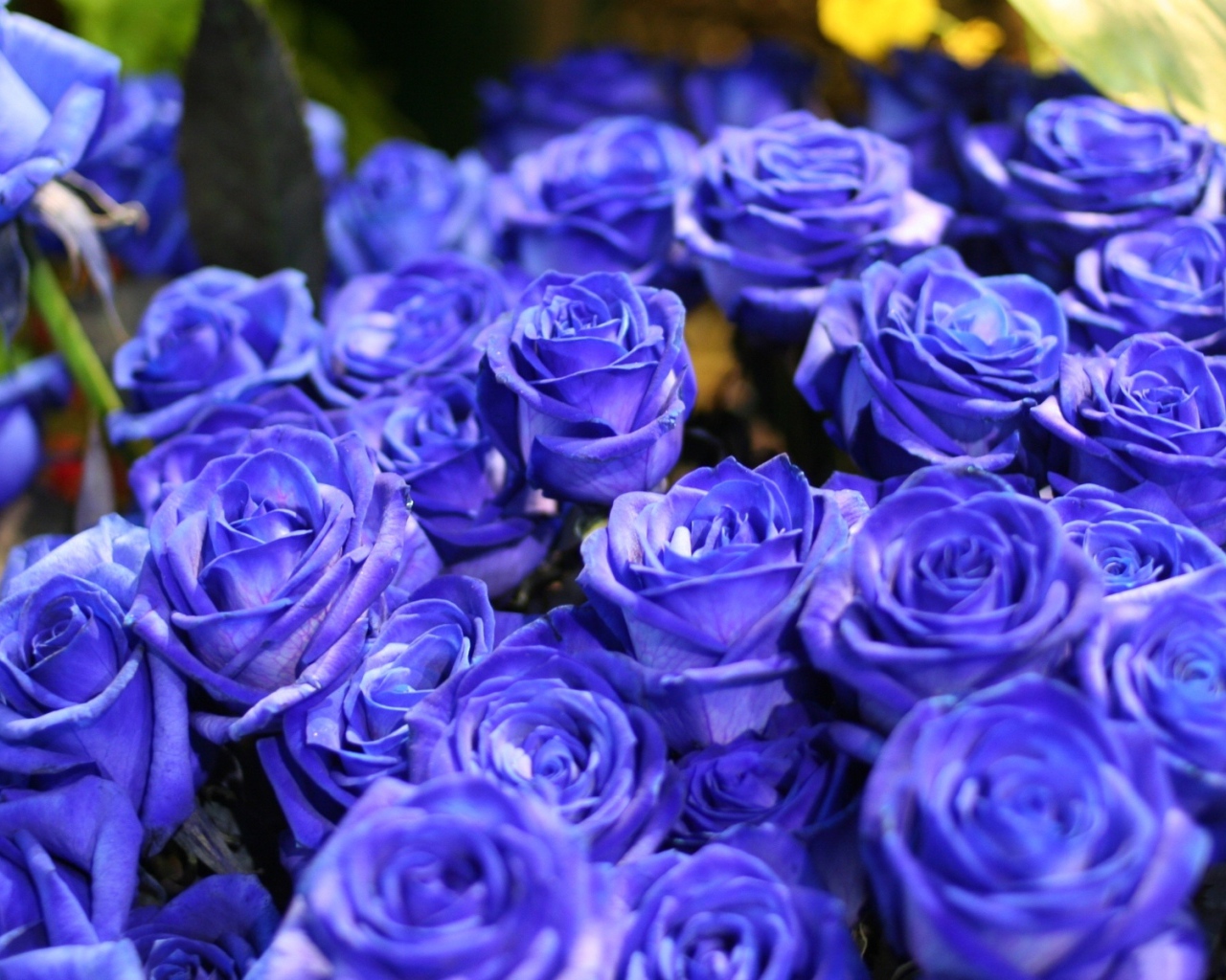 Букет синих роз