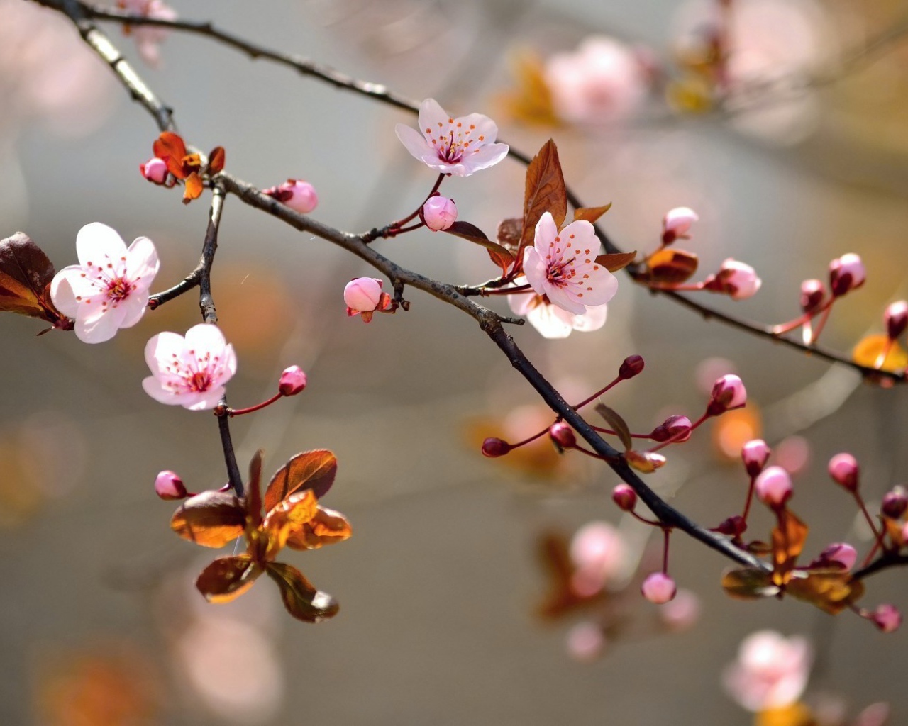 Ветка вишневого дерева