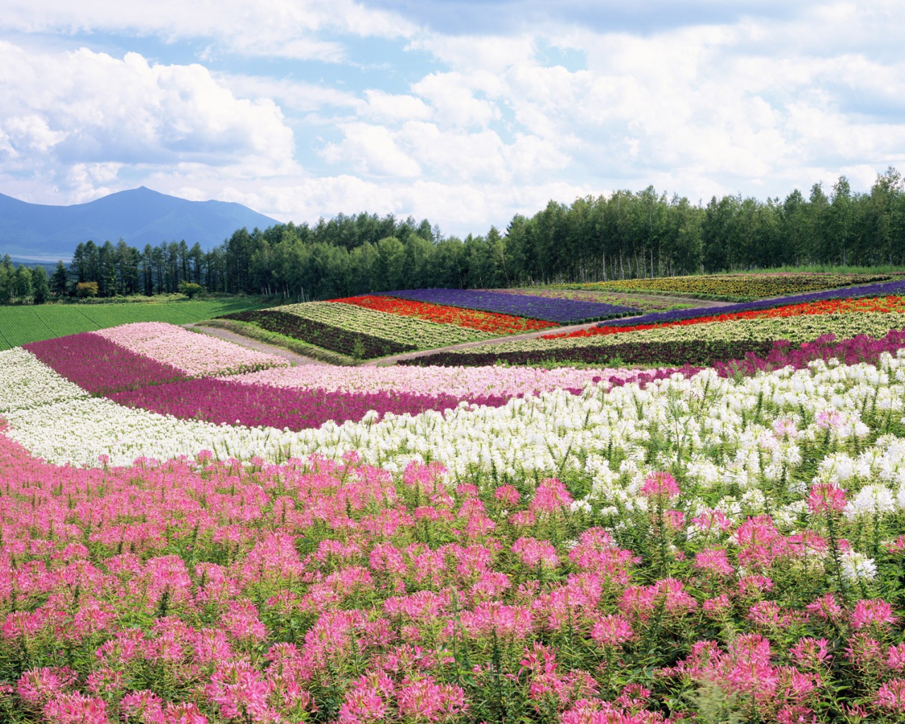 Цветочные поля летом