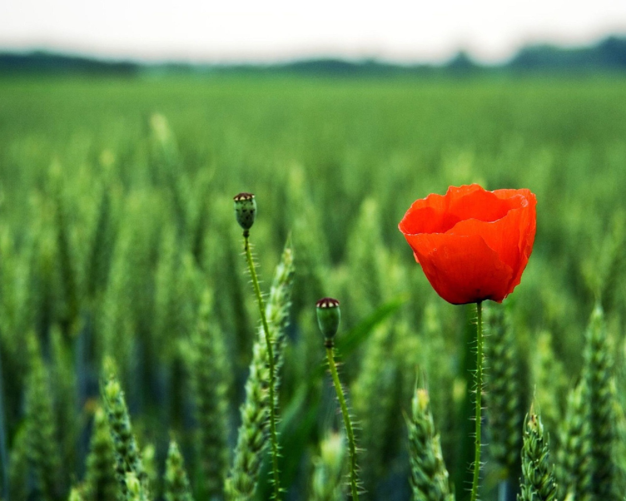 Мак на поле
