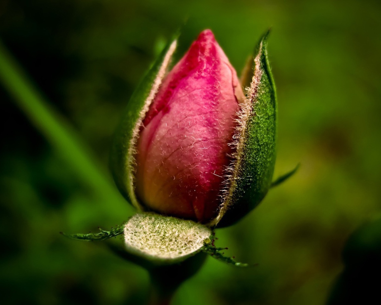 Нераспустившийся бутон розы