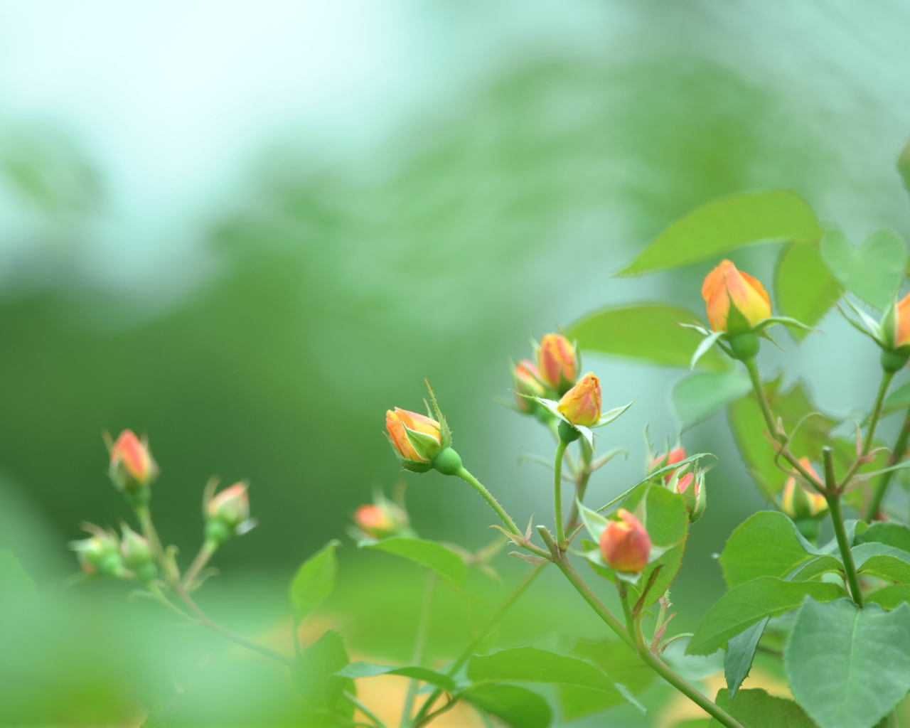 Нераскрытые бутоны роз