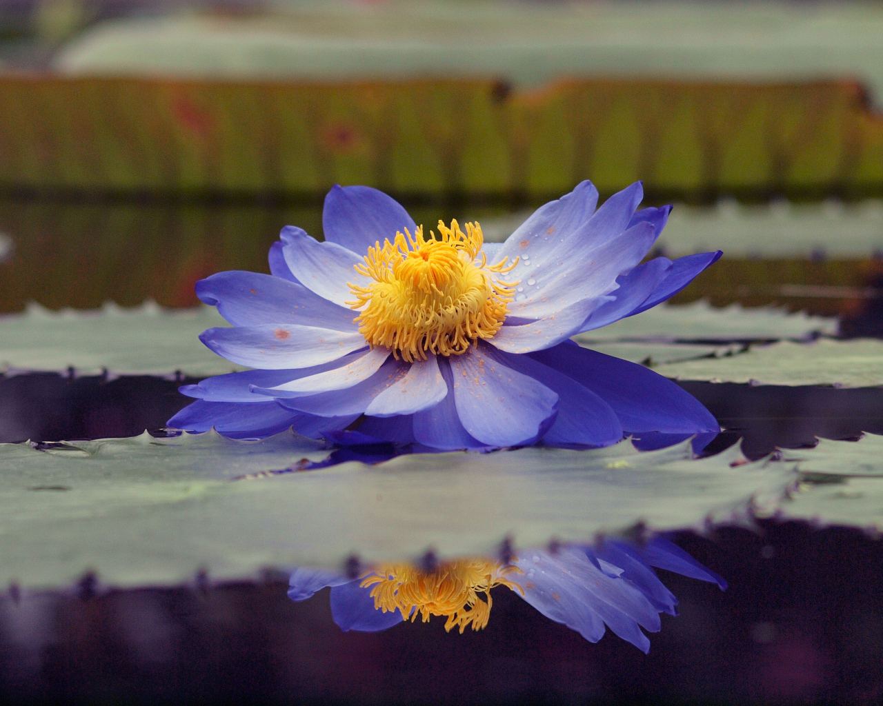 Водяная лилия на пруду