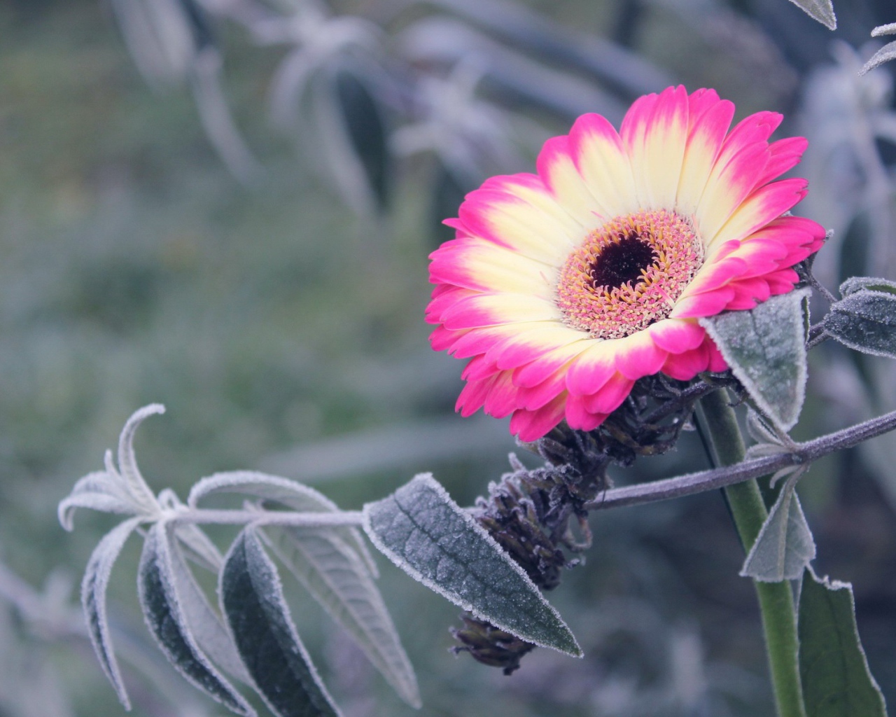 Бело-розовый цветок