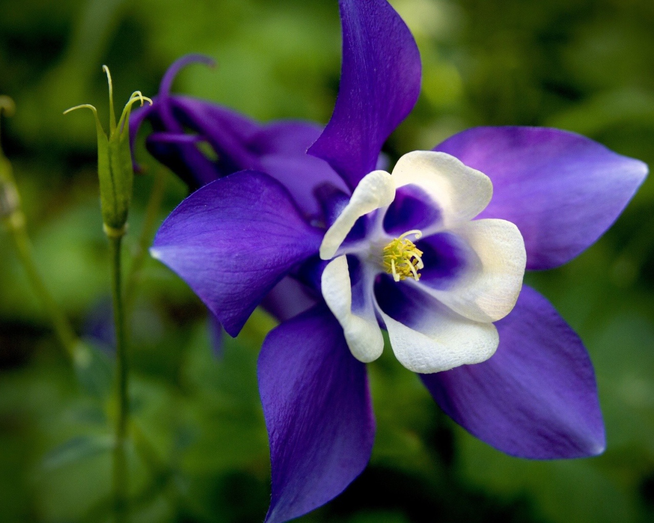 Бело синий цветок