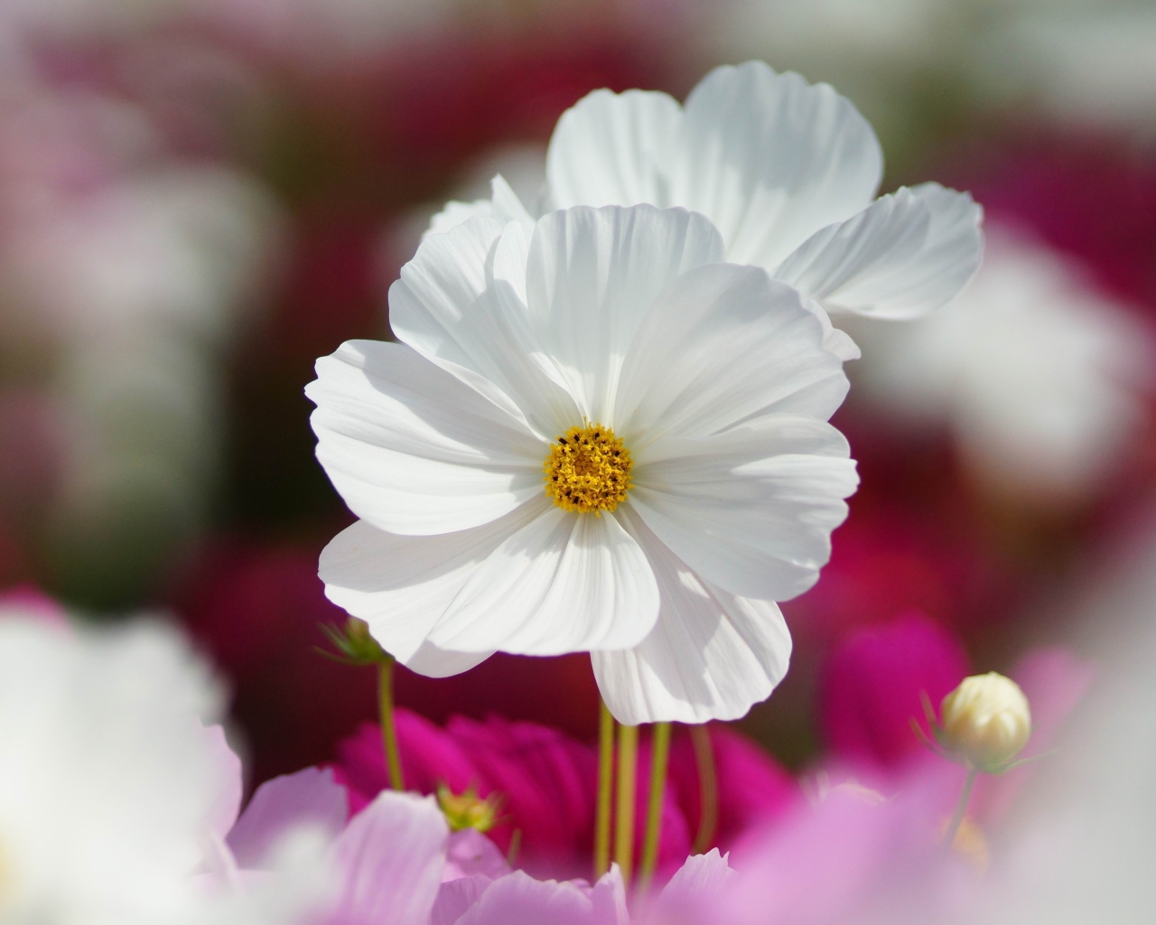 Белые цветки космеи