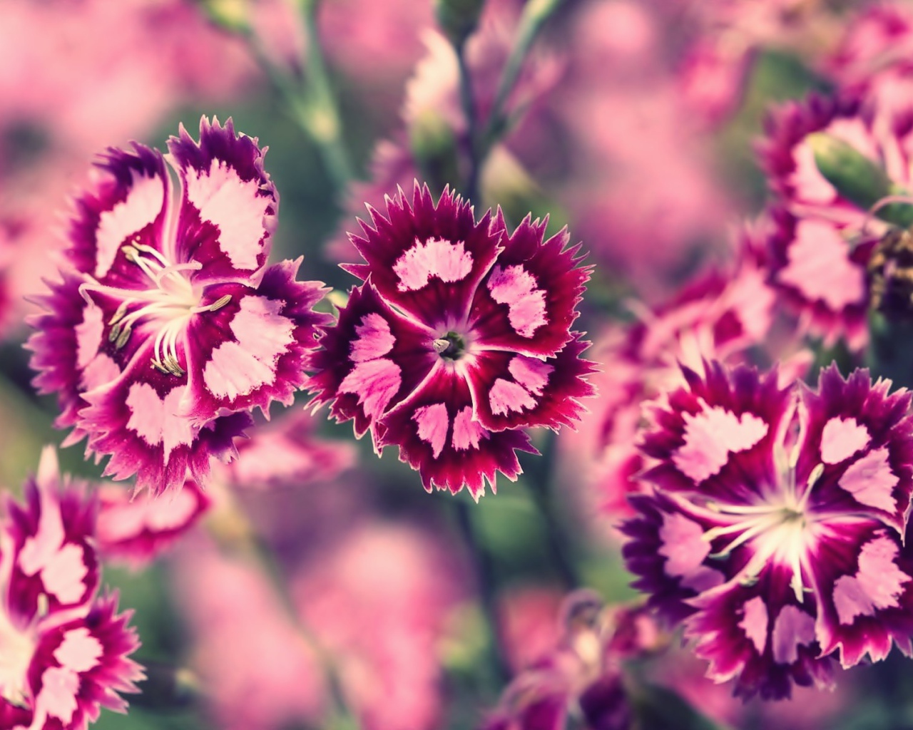 Бело розовые цветы весной