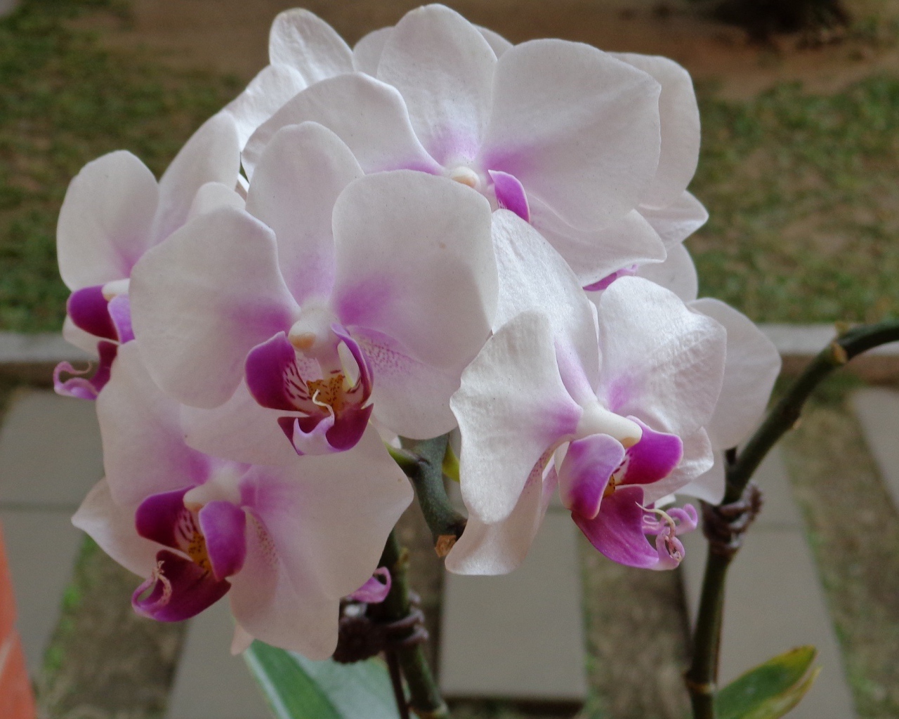 Бело розовые орхидеи