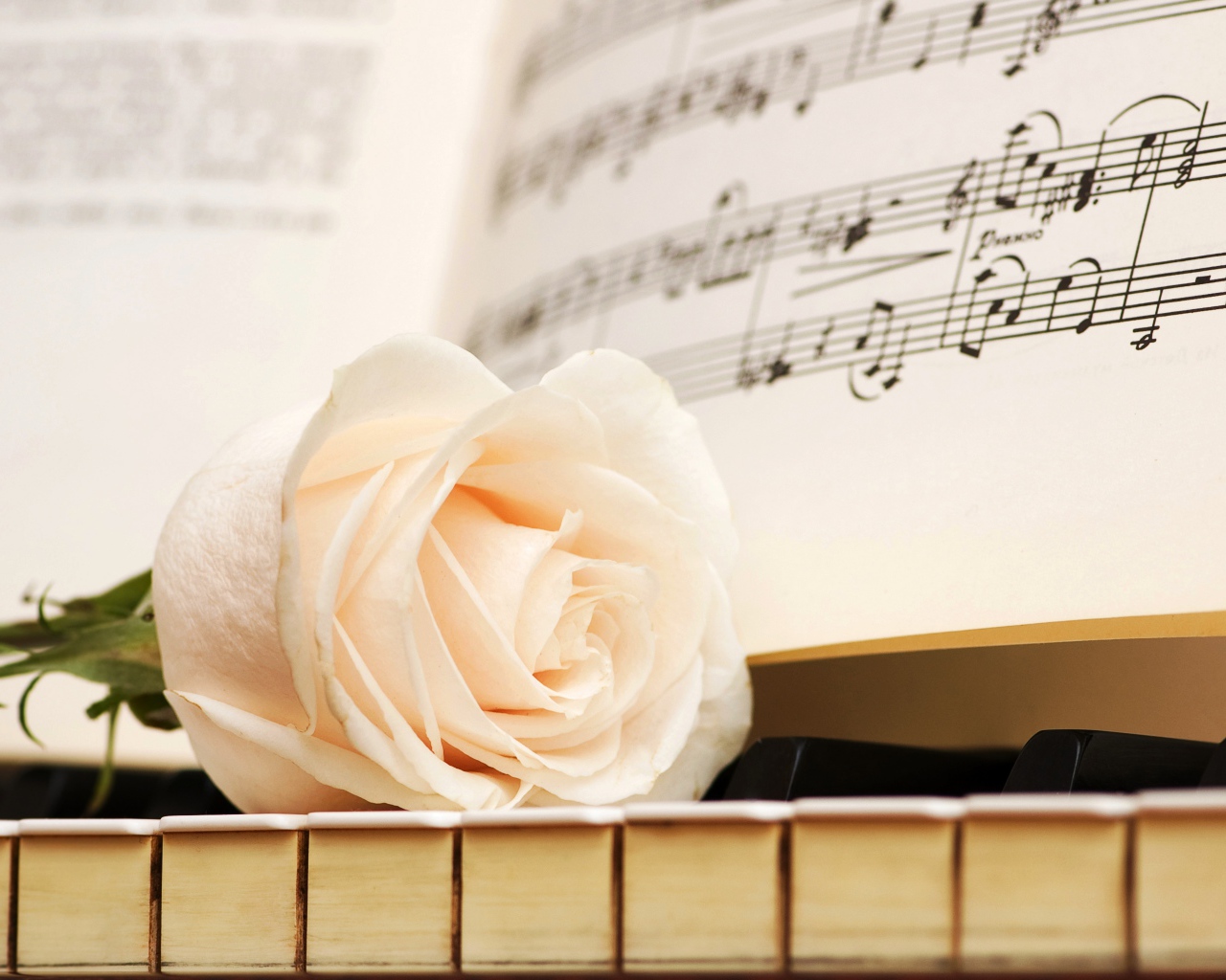 Белая роза на клавишах рояля
