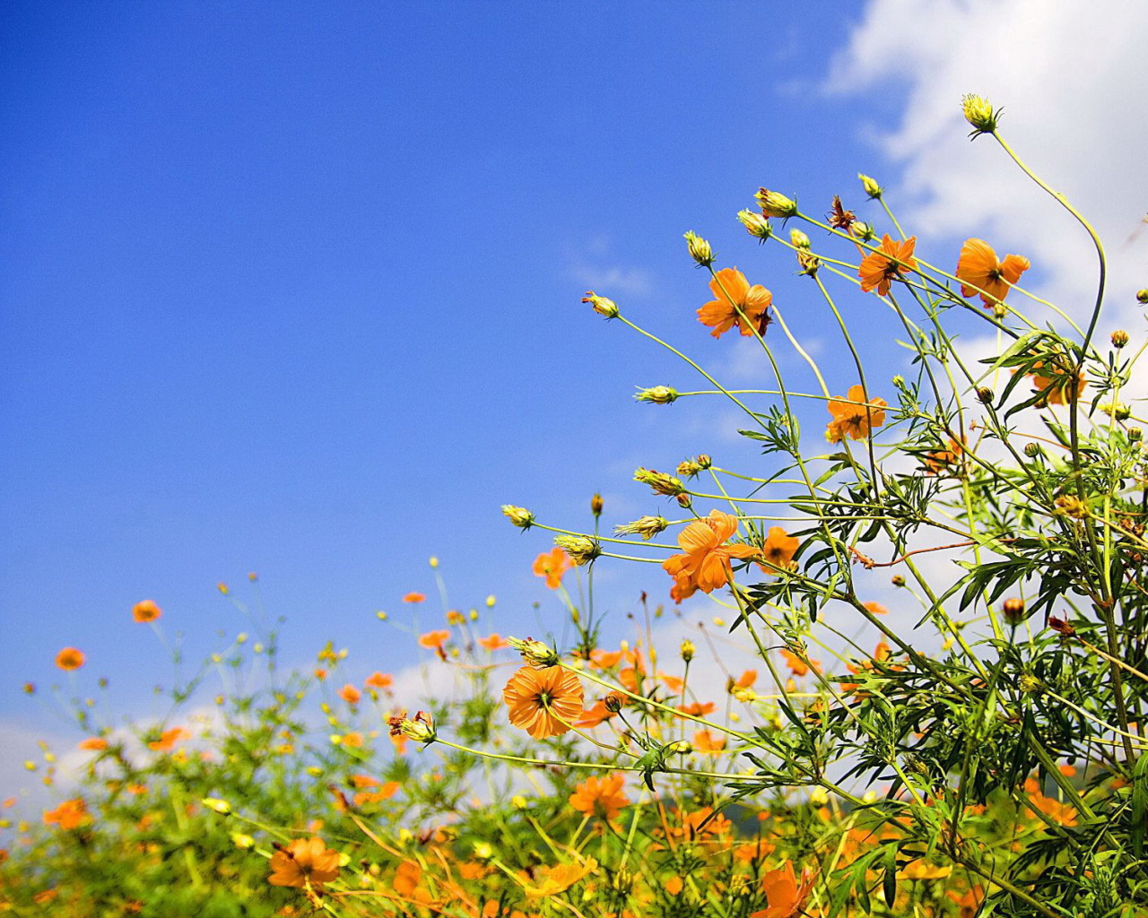 Полевые цветы на фоне неба