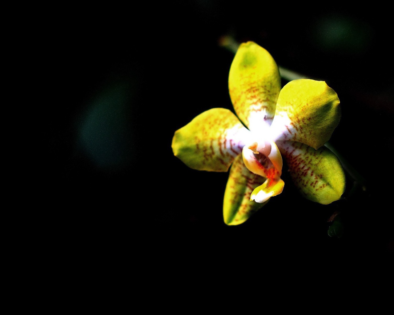 Желтая орхидея на черном фоне