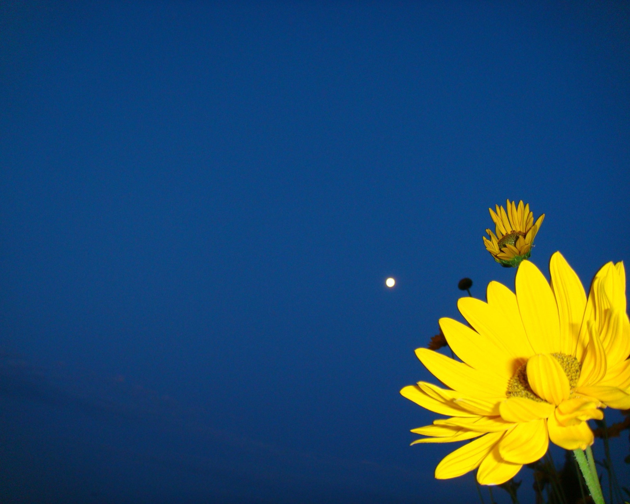 	   Yellow flower on a dark blue background