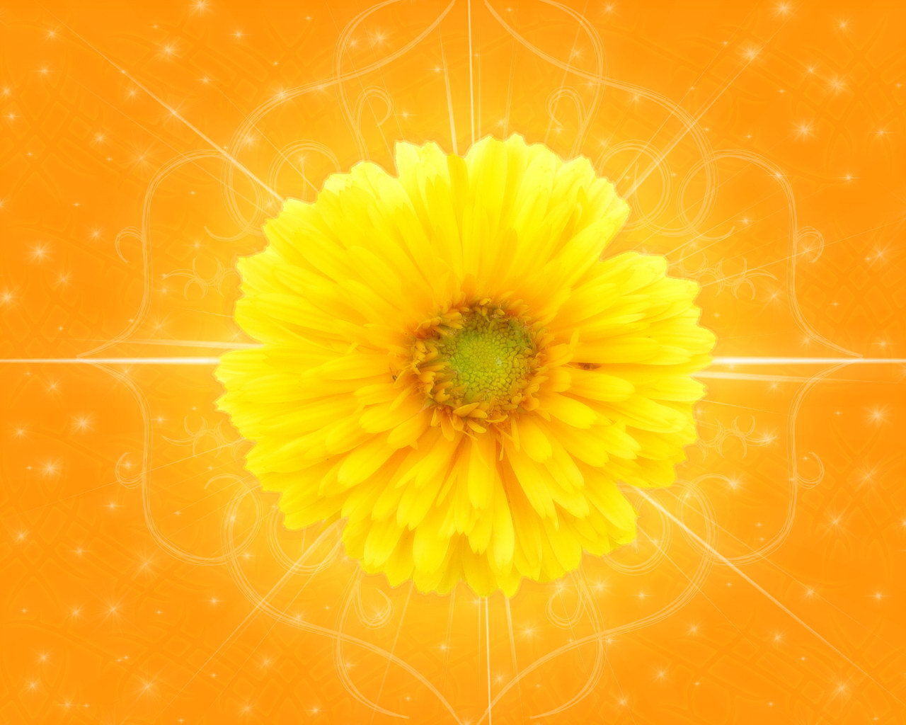 Желтый цветок на оранжевом фоне