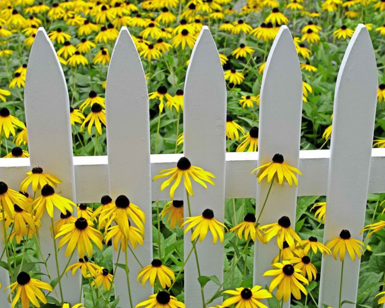 Желтые цветы у белого забора