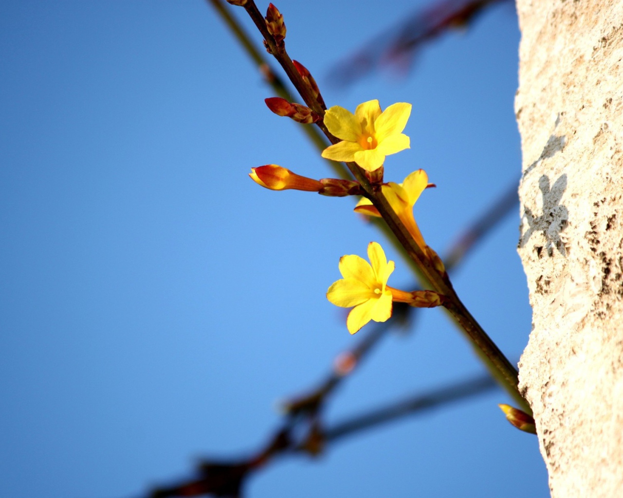 Желтые цветы на ветке