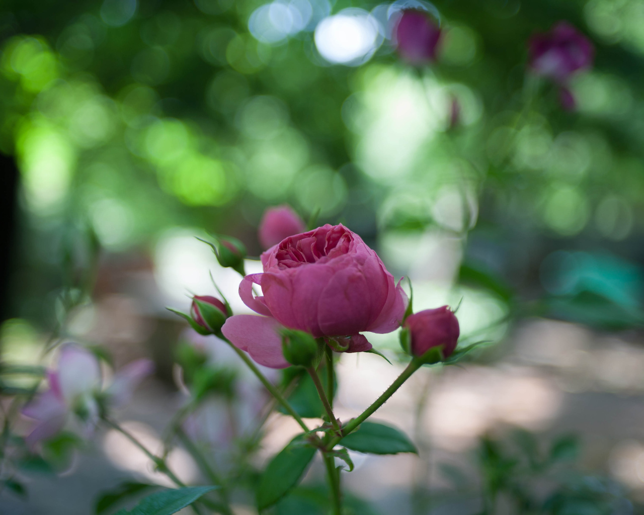 Молодой бутон розы