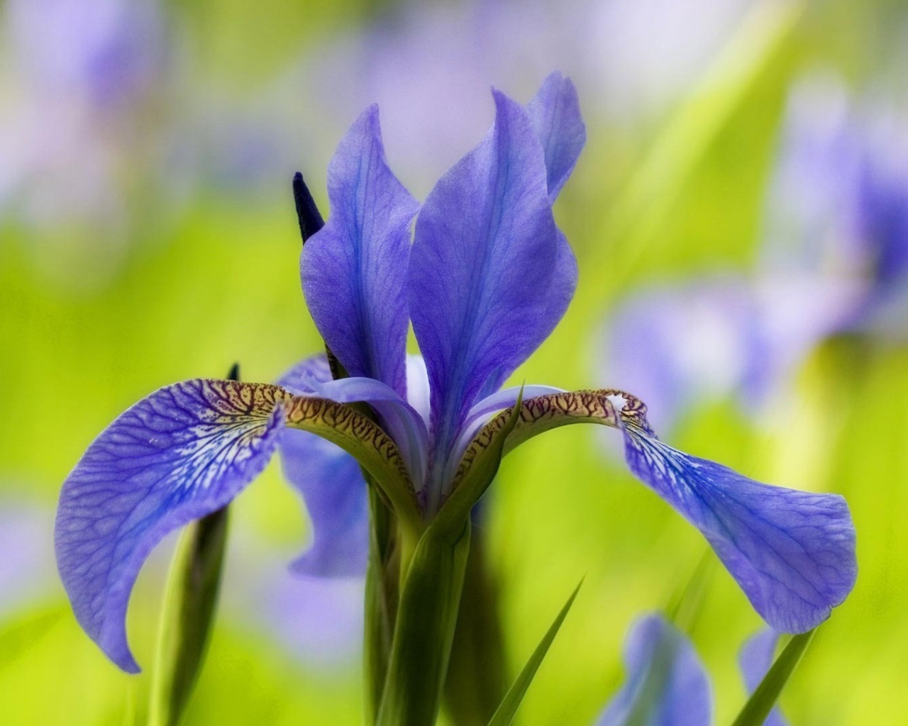 Ирис только распустился