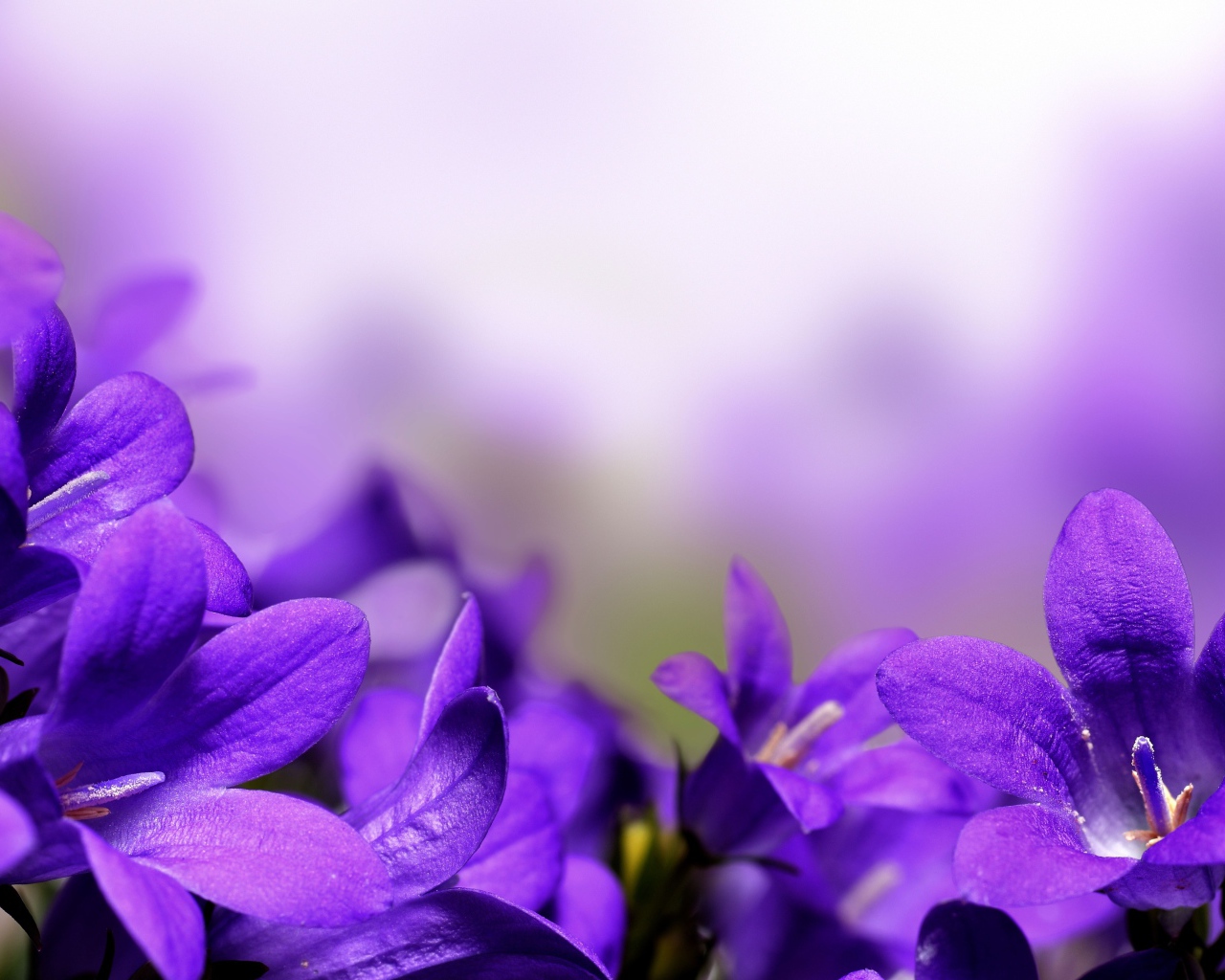 Цветы колокольчики