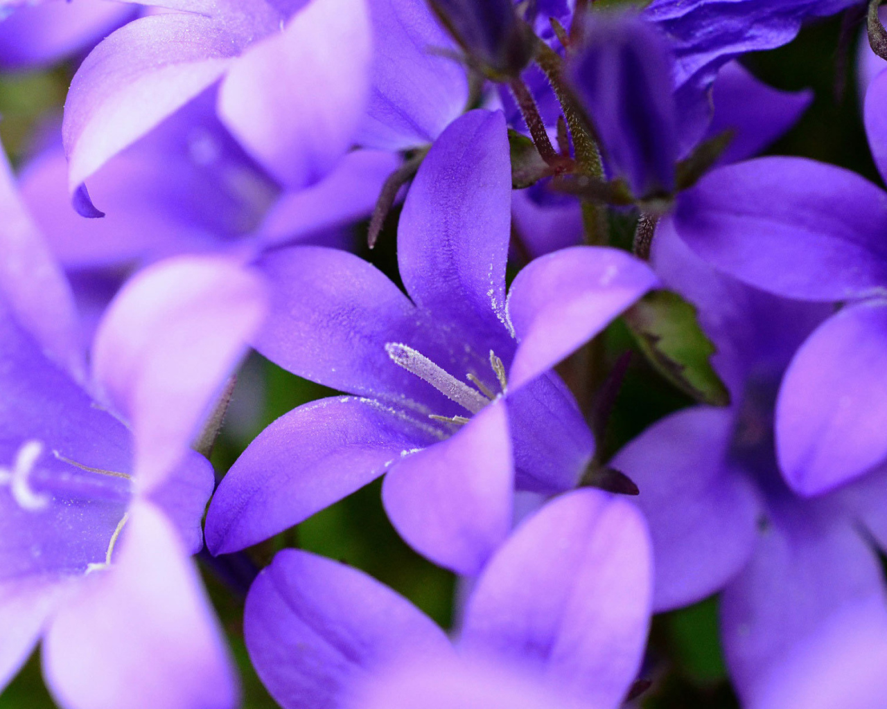 Фиолетовые колокольчики